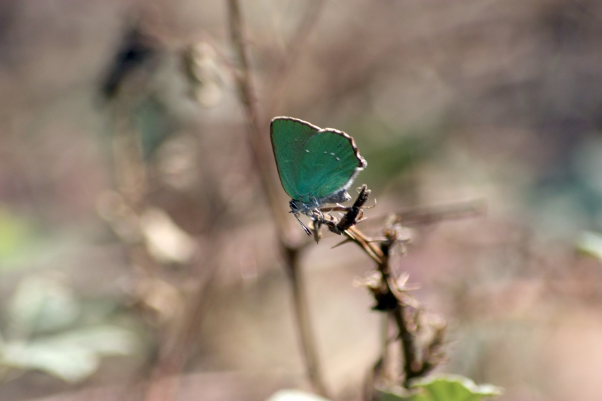 due passi nella brughiera del parco del ticino